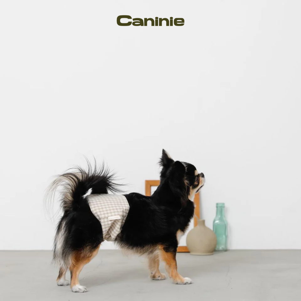 gingham check manners belt - Monchéri