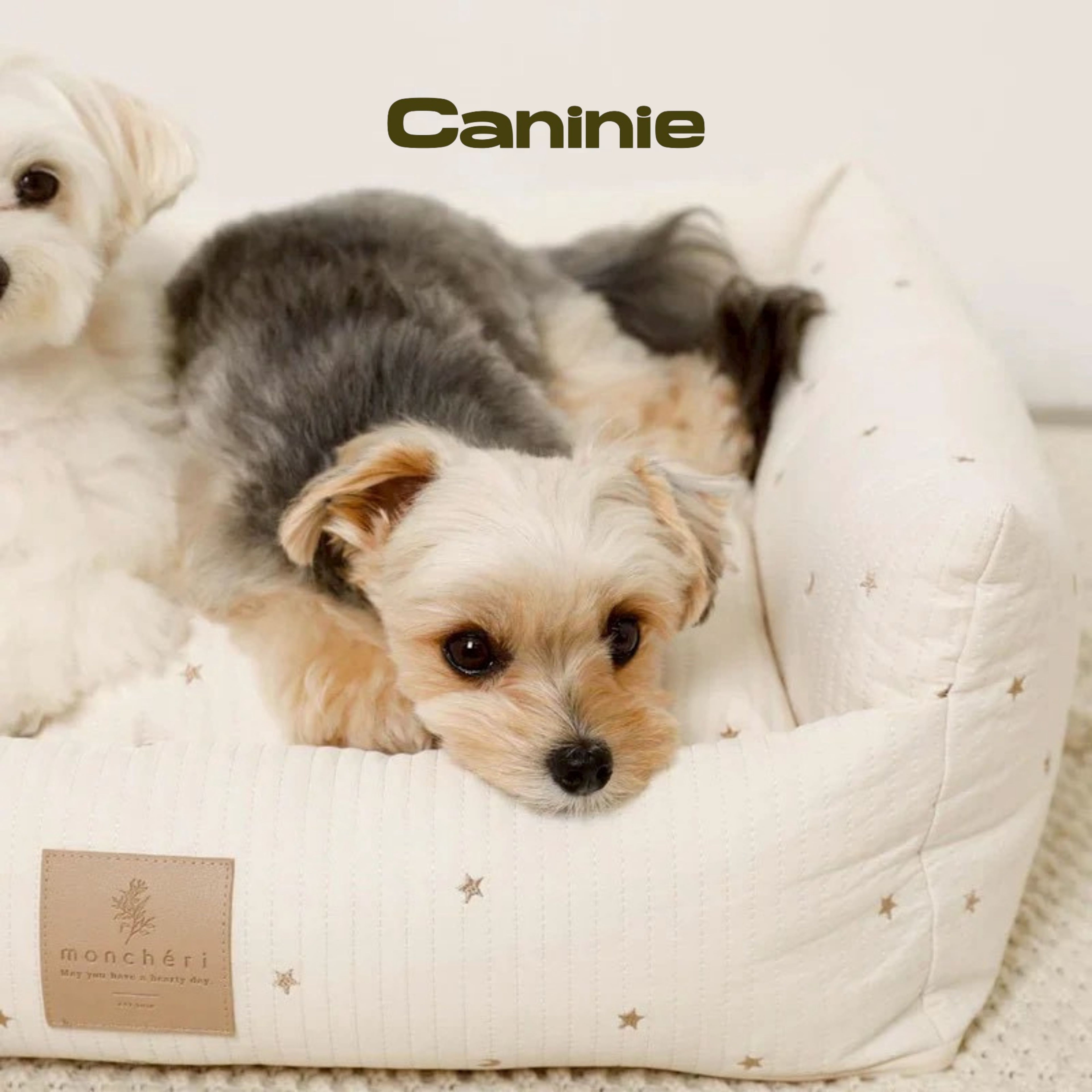 Canine-Monchéri Stars and Moon Pattern Pile Pet Cart Cushion Mat เบาะรองรถเข็นสัตว์เลี้ยง ลายดาวพระจันทร์ ผ้าพายล์นุ่ม สำหรับสุนัขและแมว