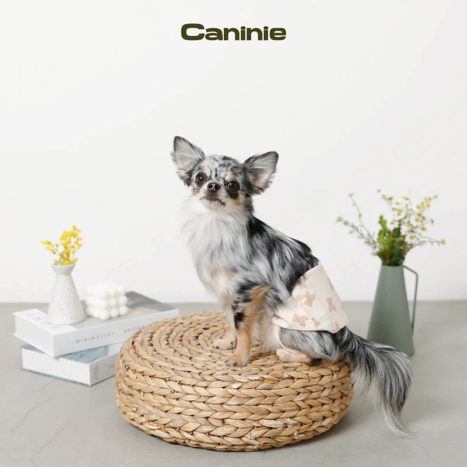 Kuma -san manner belt- monchéri