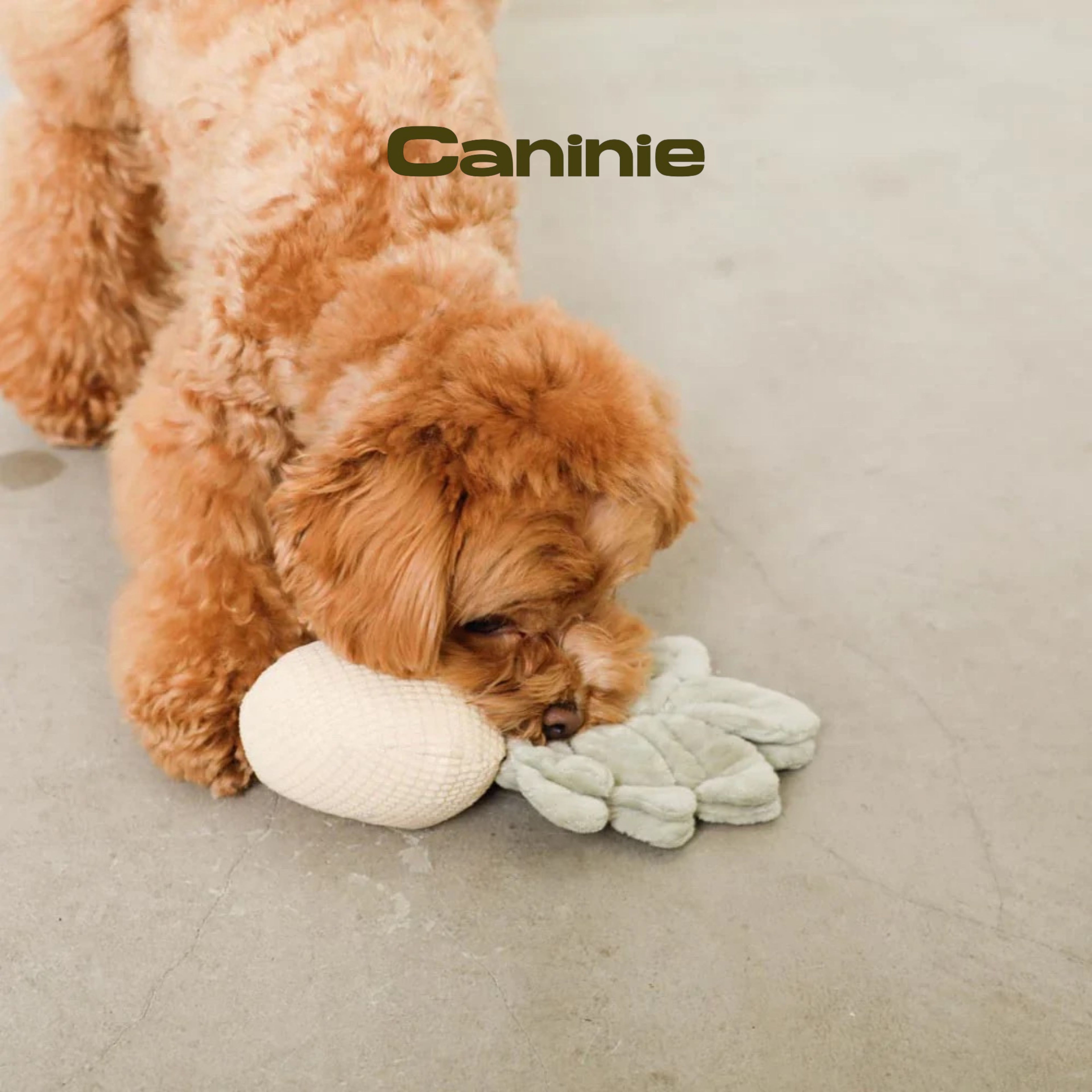 Caninie- Monchéri Pineapple Nose Work Toy ของเล่นสุนัขสับปะรดซ่อนขนม ของเล่นฝึกดมกลิ่นสุนัข