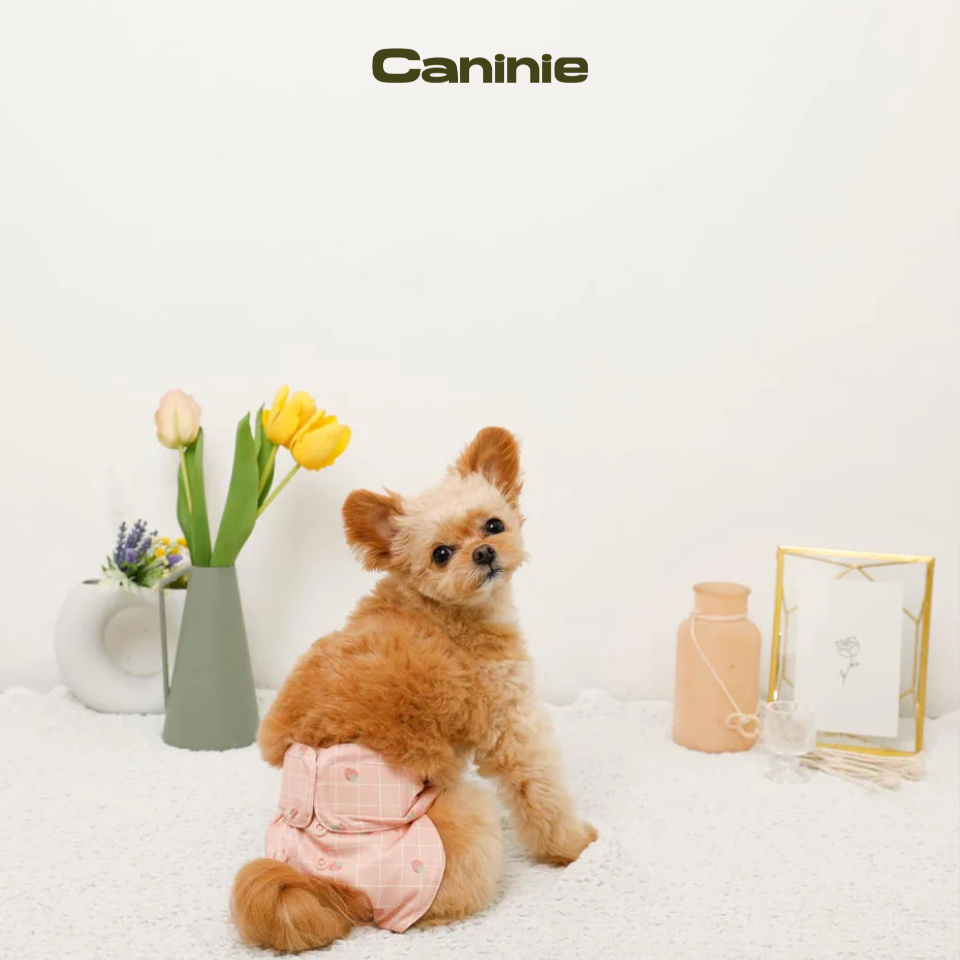 Strawberry check pattern sanitary pants - monchéri