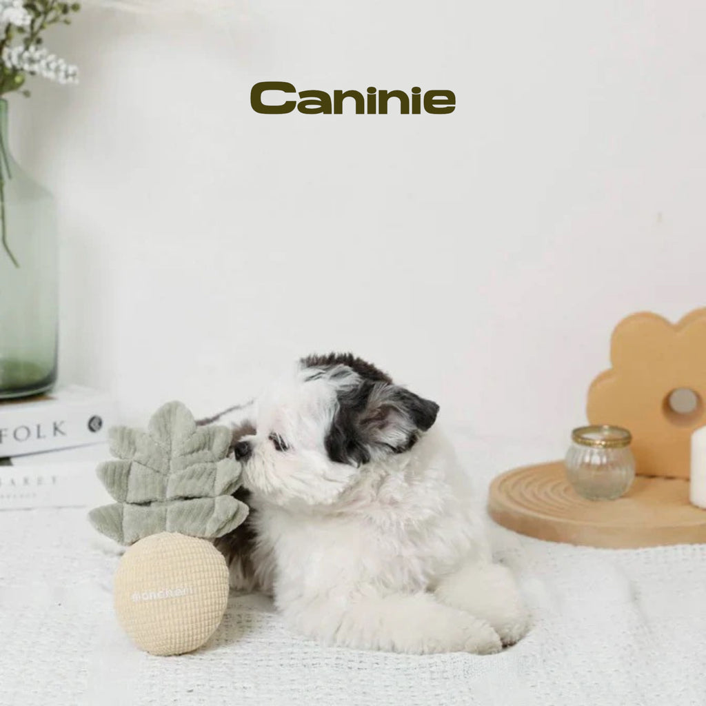 Caninie- Monchéri Pineapple Nose Work Toy ของเล่นสุนัขสับปะรดซ่อนขนม ของเล่นฝึกดมกลิ่นสุนัข