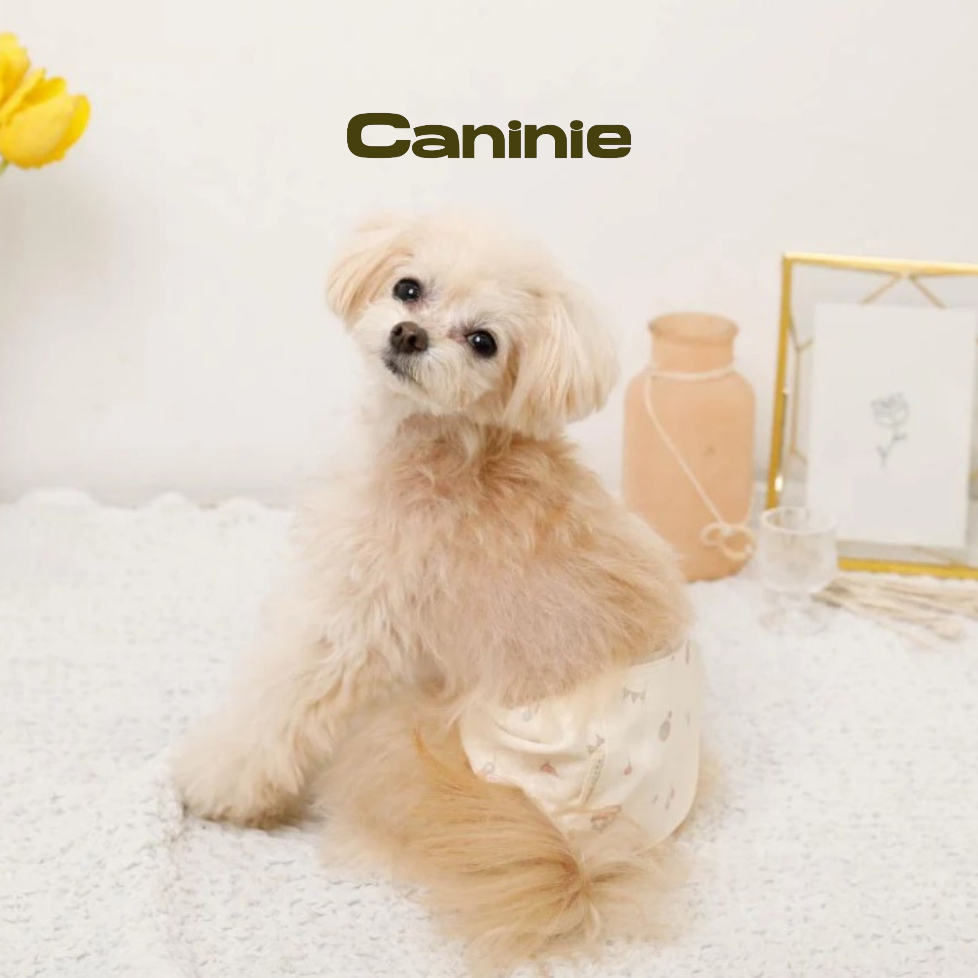 Caninie-monchéri กางเกงอนามัยสุนัข ลายสตรอว์เบอร์รี่ตาราง
