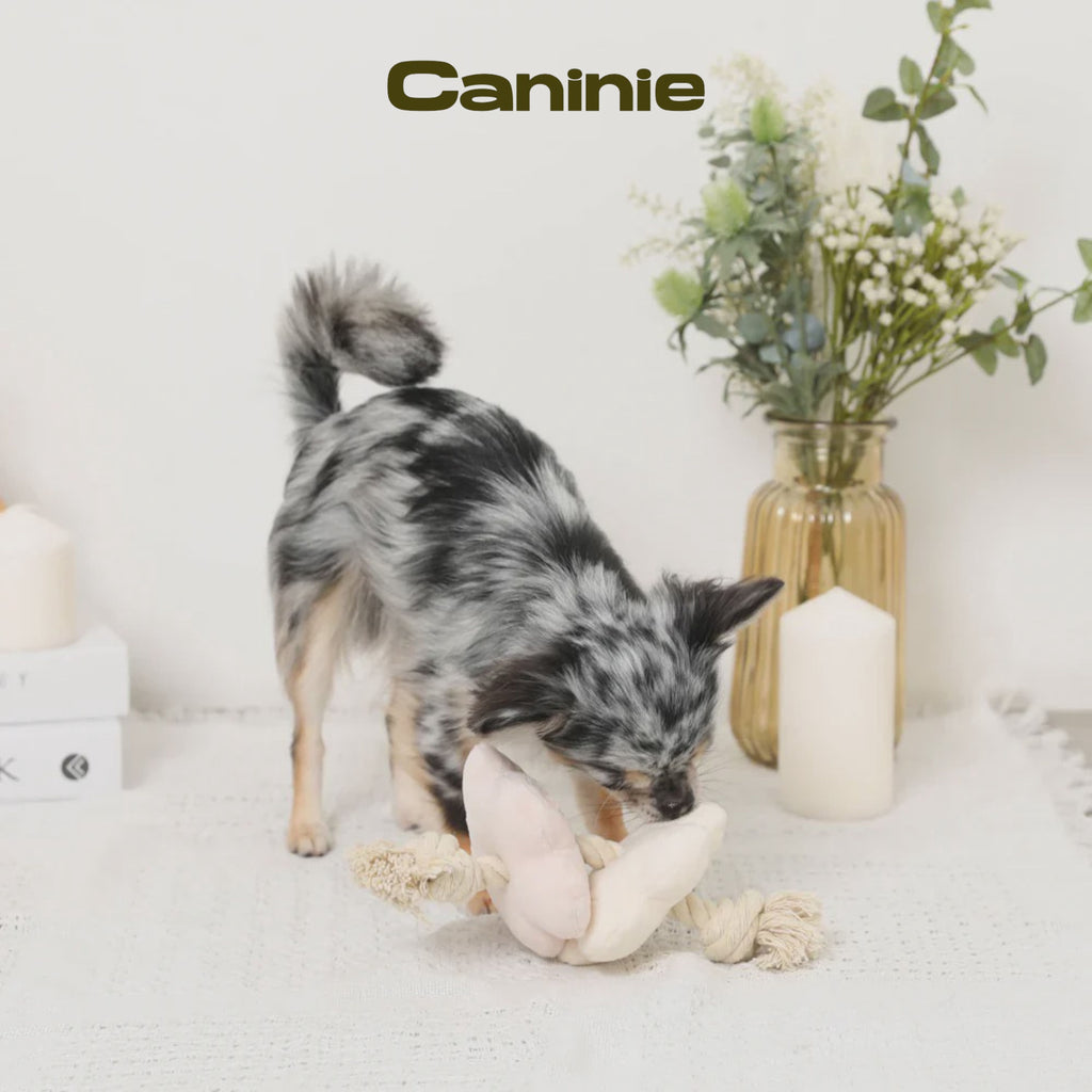 Caninie-Monchéri Flower Nose Work Rope Toy ของเล่นสุนัขดอกไม้ซ่อนขนม เชือกของเล่นสุนัข ฝึกดมกลิ่น