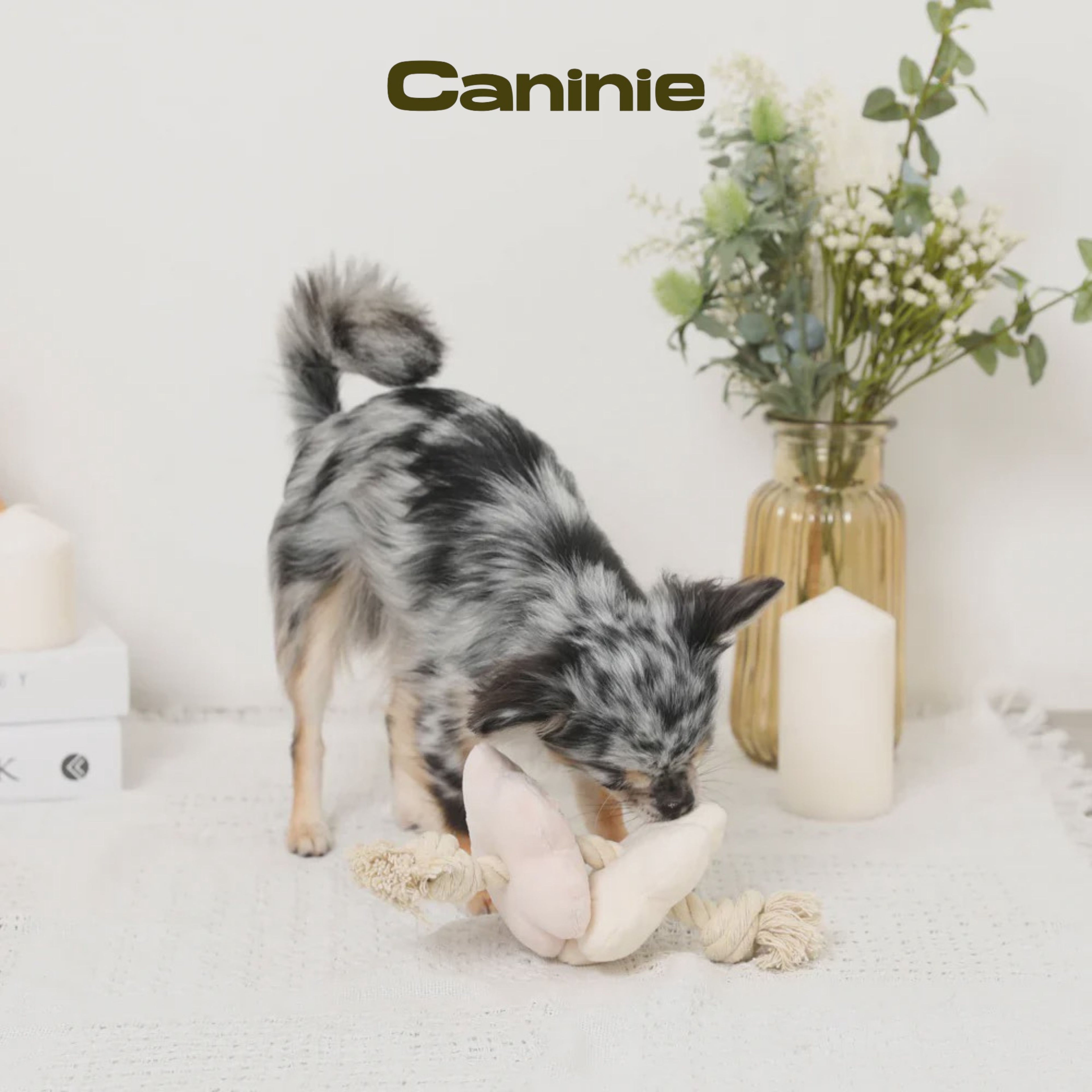Caninie-Monchéri Flower Nose Work Rope Toy ของเล่นสุนัขดอกไม้ซ่อนขนม เชือกของเล่นสุนัข ฝึกดมกลิ่น