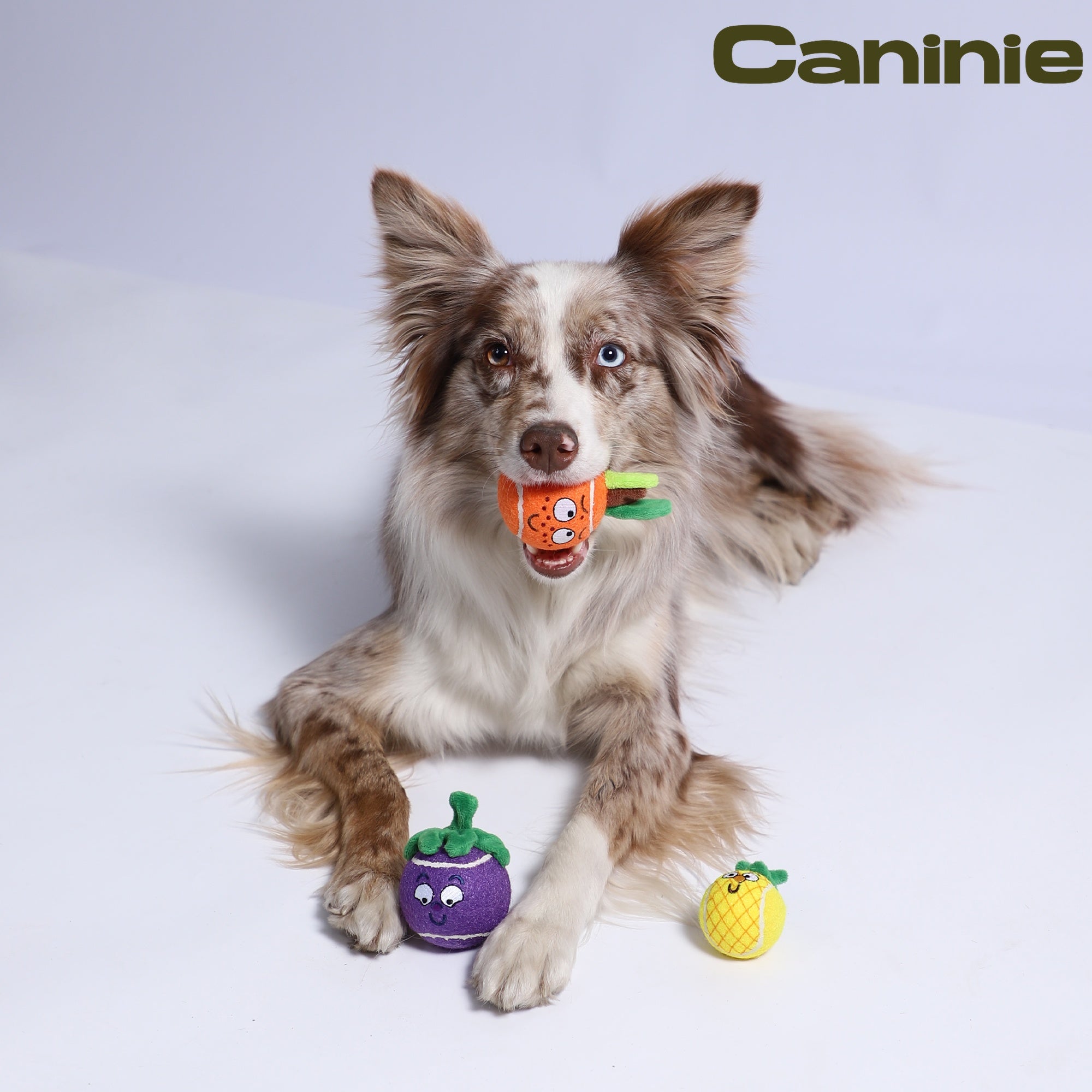 Caninie Ball Originals ของเล่นลูกบอลสำหรับสุนัข GiGwi Ball Originals ของเล่นลูกบอลสำหรับสุนัข