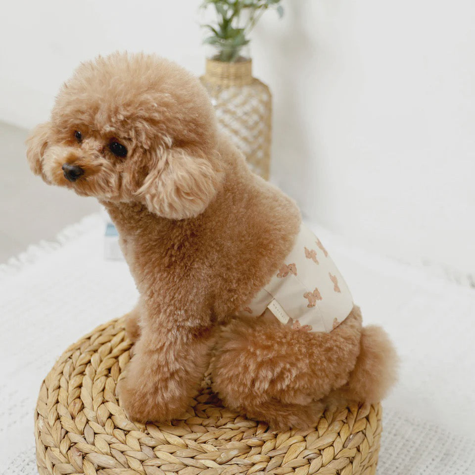 Caninie-monchéri โอบิสุนัขเพศชาย ลายหมีคุมะซัง