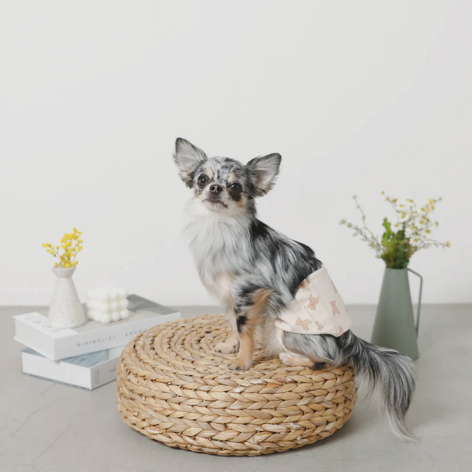 Caninie-monchéri โอบิสุนัขเพศชาย ลายหมีคุมะซัง