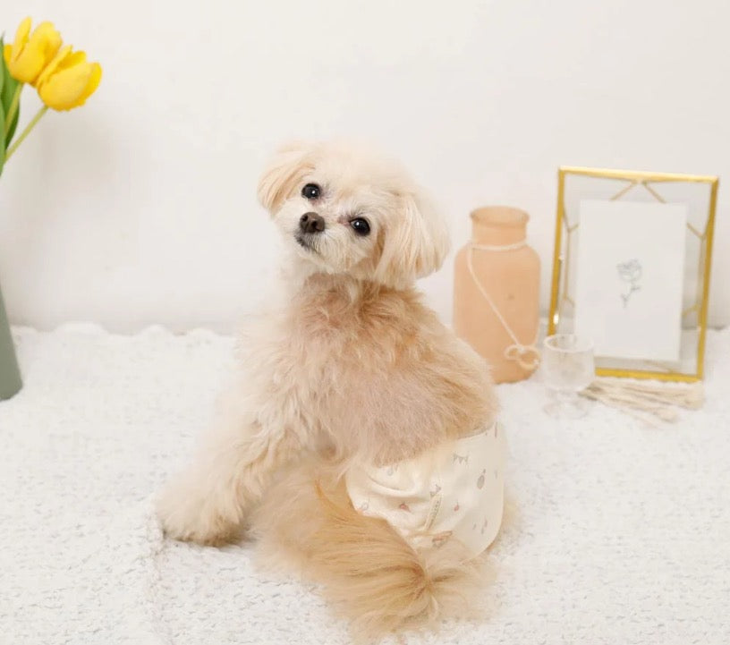 Caninie-monchéri โอบิสุนัขเพศชาย ลายม้าหมุน