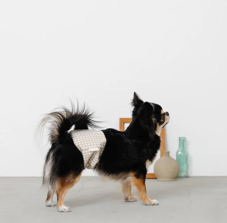 Caninie-monchéri โอบิสุนัขเพศชาย ลายตาราง