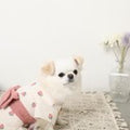 Caninie-Monchéri Cool Watercolor Strawberry Pattern Yukata ชุดยูกาตะสุนัขลายสตรอว์เบอร์รี่ สี Pink | ชุดสุนัขสไตล์ญี่ปุ่น