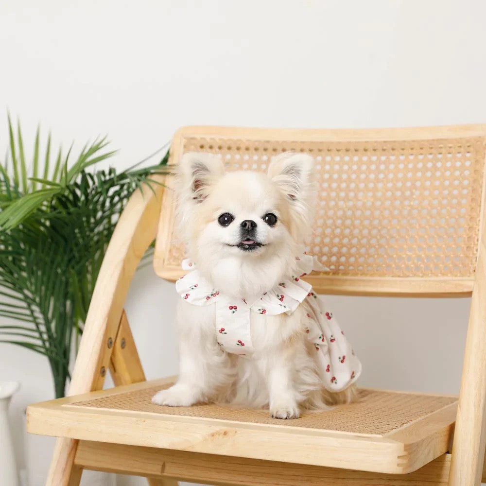 Caninie-Monchéri Cool Frill Ribbon Cherry Dress เดรสสุนัขลายเชอร์รี่ระบายริบบิ้น สี White | ชุดสุนัขน่ารัก