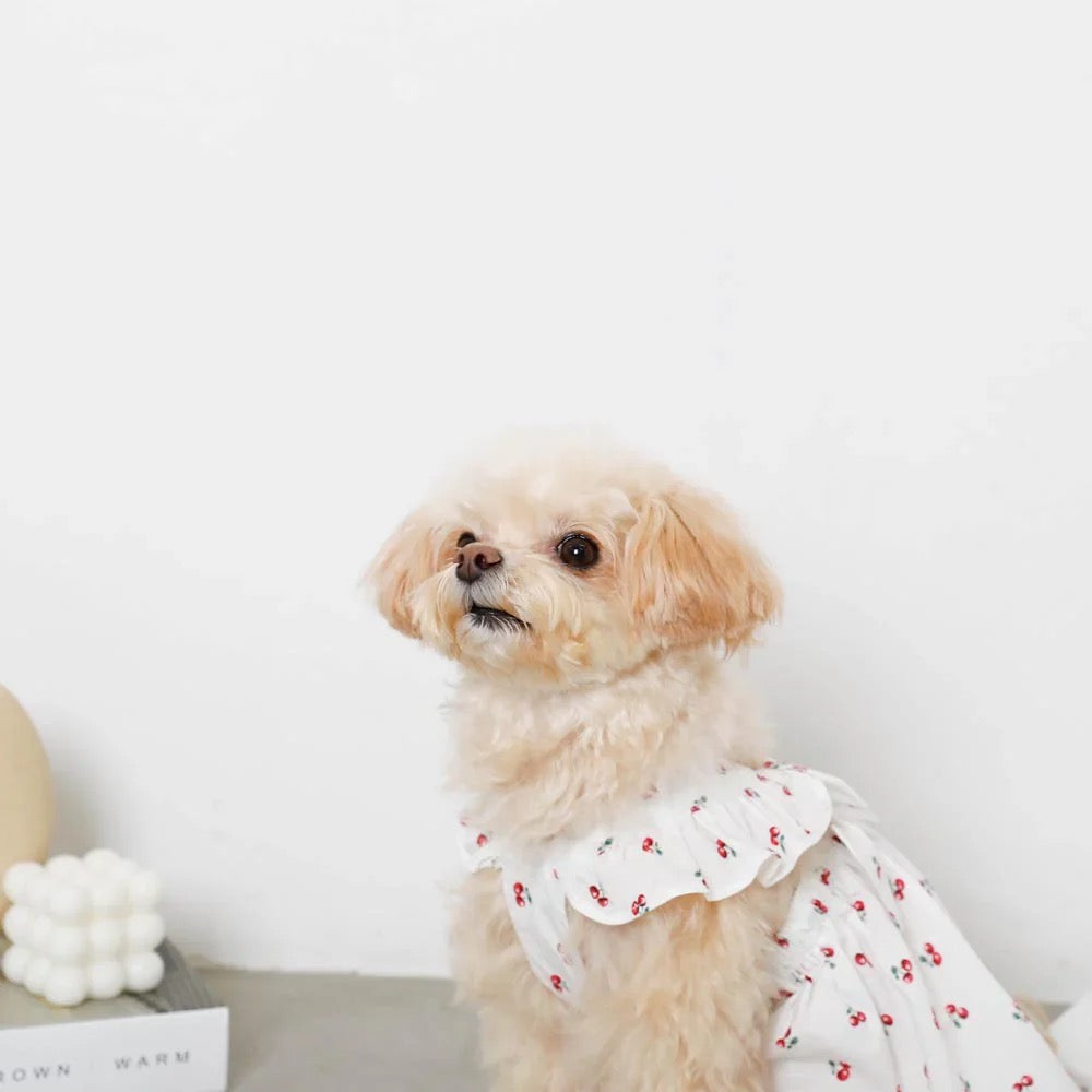 Caninie-Monchéri Cool Frill Ribbon Cherry Dress เดรสสุนัขลายเชอร์รี่ระบายริบบิ้น สี White | ชุดสุนัขน่ารัก
