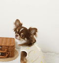Caninie-Monchéri Cool Lemon Gingham Check Pattern Sleeveless Top เสื้อสุนัขแขนกุดลายเลมอนตารางกิงแฮม สี Beige