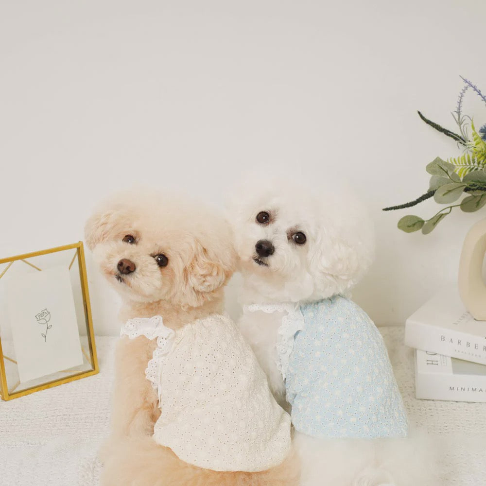 Caninie-Monchéri Cool Shoulder Ruffled Lace Camisole เสื้อสุนัขสายเดี่ยวระบายลูกไม้ สี Blue | เสื้อผ้าสุนัขสไตล์ญี่ปุ่น