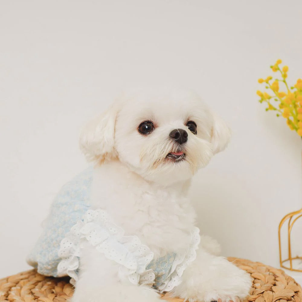 Caninie-Monchéri Cool Shoulder Ruffled Lace Camisole เสื้อสุนัขสายเดี่ยวระบายลูกไม้ สี Blue | เสื้อผ้าสุนัขสไตล์ญี่ปุ่น
