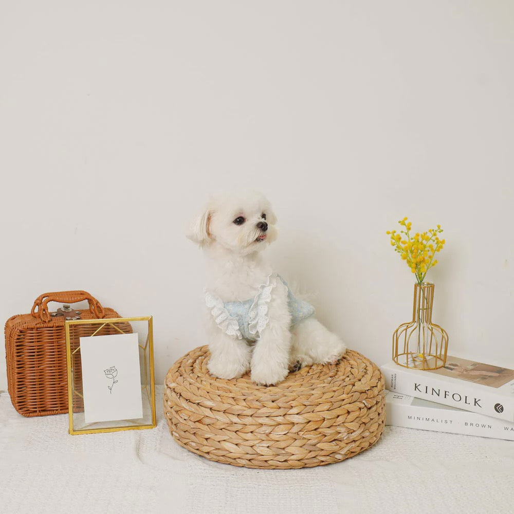 Caninie-Monchéri Cool Shoulder Ruffled Lace Camisole เสื้อสุนัขสายเดี่ยวระบายลูกไม้ สี Blue | เสื้อผ้าสุนัขสไตล์ญี่ปุ่น