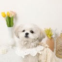 Caninie-Monchéri Cool Frill Ribbon Top เสื้อสุนัขระบายริบบิ้น สี Ivory | เสื้อผ้าสุนัขน่ารักสไตล์ญี่ปุ่น