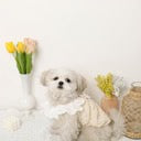 Caninie-Monchéri Cool Shoulder Ruffled Lace Camisole เสื้อสุนัขสายเดี่ยวลูกไม้ระบายไหล่ สี Ivory | เสื้อผ้าสุนัขสไตล์ญี่ปุ่น