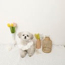 Caninie-Monchéri Cool Shoulder Ruffled Lace Camisole เสื้อสุนัขสายเดี่ยวลูกไม้ระบายไหล่ สี Ivory | เสื้อผ้าสุนัขสไตล์ญี่ปุ่น