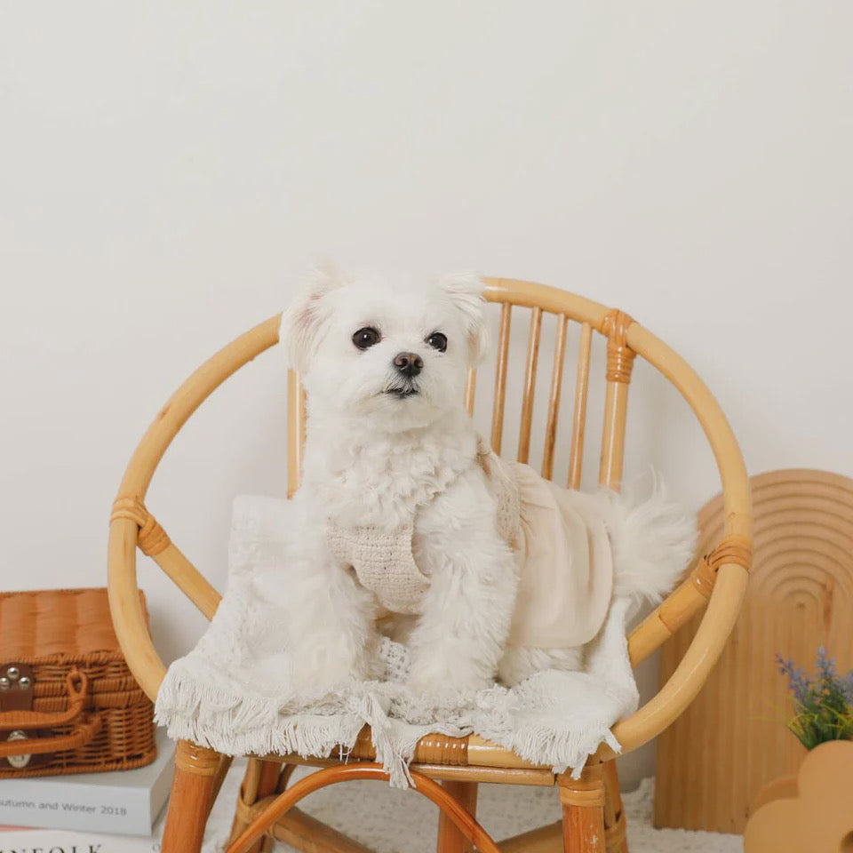 Caninie-Monchéri Cool Knit Camisole Dress เดรสสุนัขสายเดี่ยวผ้าถัก สี Ivory | ชุดสุนัขน่ารักสไตล์ญี่ปุ่น