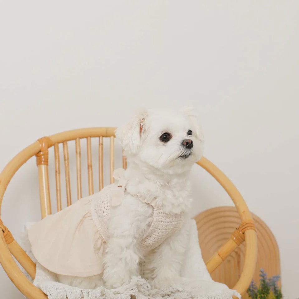Caninie-Monchéri Cool Knit Camisole Dress เดรสสุนัขสายเดี่ยวผ้าถัก สี Ivory | ชุดสุนัขน่ารักสไตล์ญี่ปุ่น