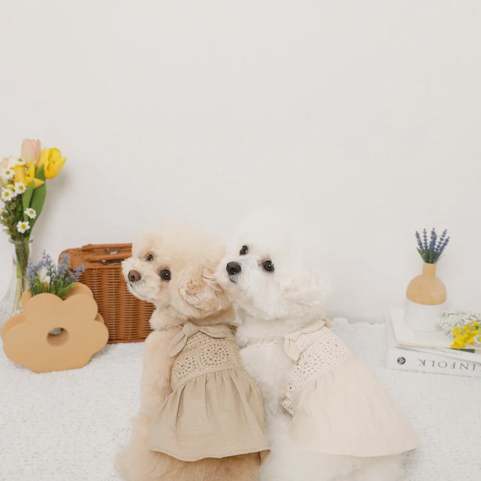Caninie-Monchéri Cool Knit Camisole Dress เดรสสุนัขสายเดี่ยวผ้าถัก สี Ivory | ชุดสุนัขน่ารักสไตล์ญี่ปุ่น