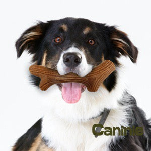 Caninie ไม้กัดเล่นทรงเขากวาง สำหรับสุนัข Gigwi