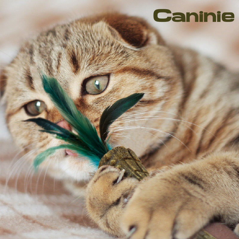 Caninie-GiGwi Johnny Stick Catnip ก้านแคทนิปอัดแท่ง ขนนกคู่ ของเล่นแมวกัดแทะ ช่วยทำความสะอาดฟัน