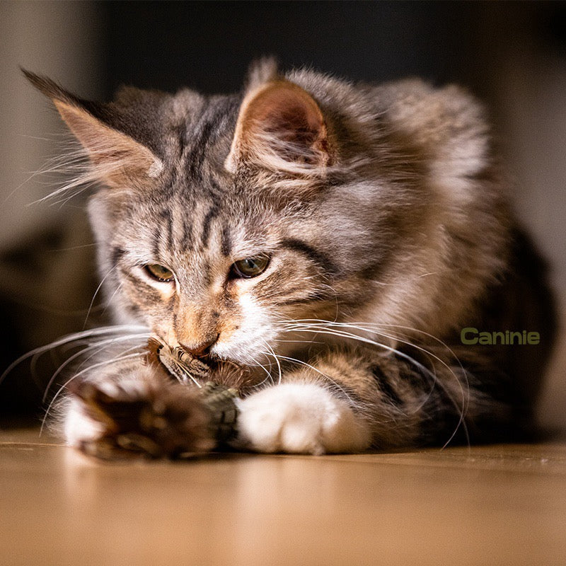 Caninie-GiGwi Johnny Stick Catnip ก้านแคทนิปอัดแท่ง ขนนกคู่ ของเล่นแมวกัดแทะ ช่วยทำความสะอาดฟัน