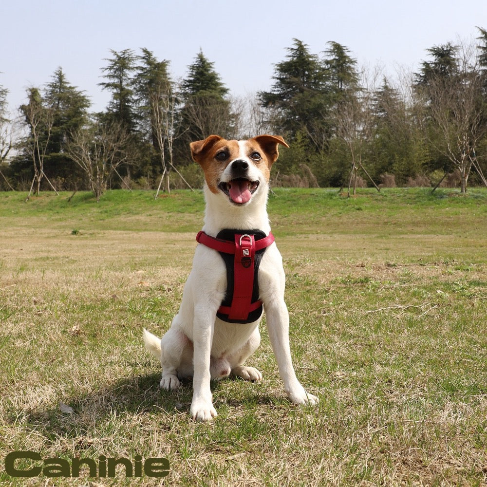 Caninie สายรัดอกสุนัข Premium Line Size M Gigwi