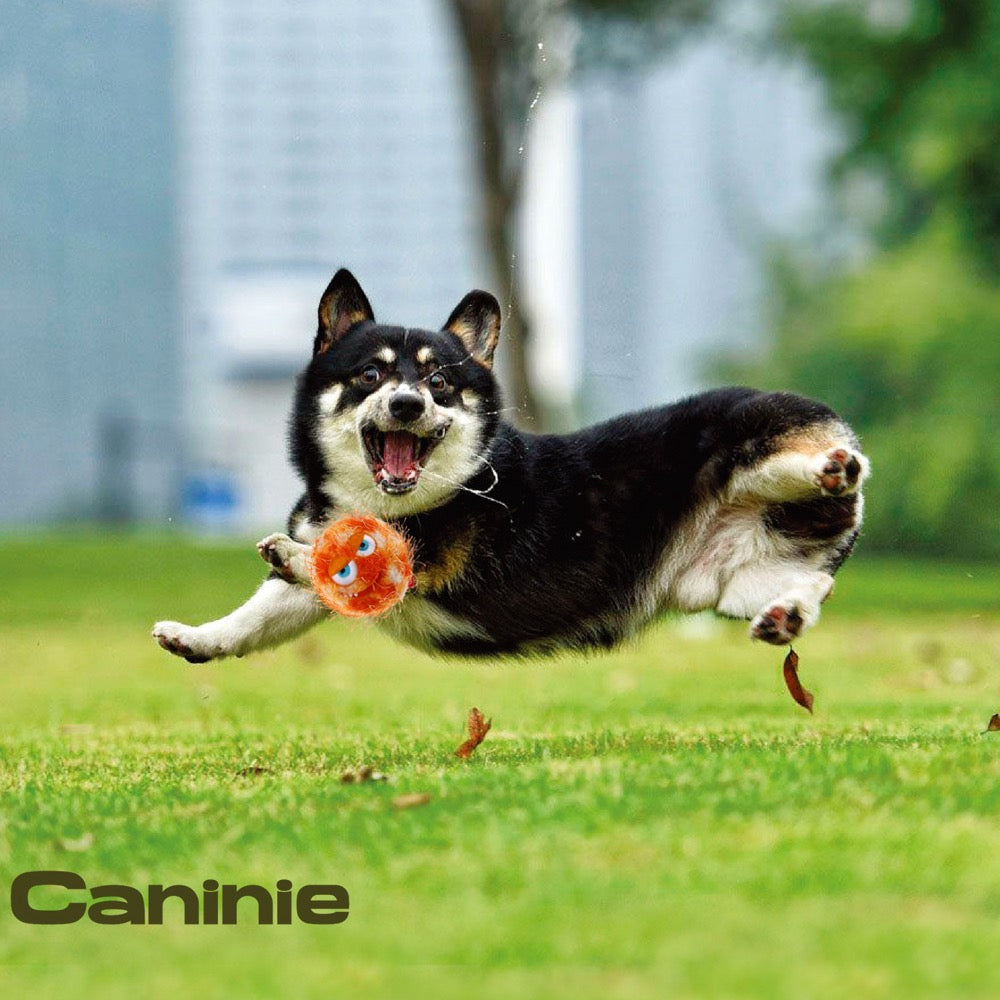 Caninie Hairy Ball ลูกบอลขนฟูสำหรับสุนัข GiGwi