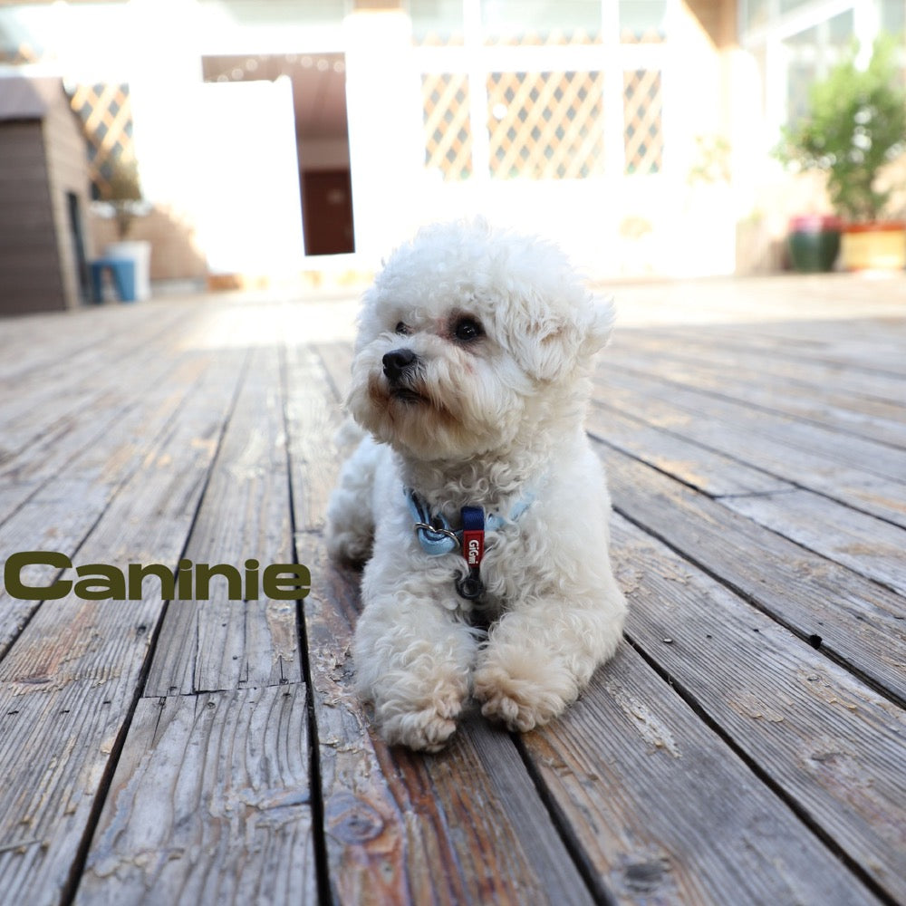 Caninie สายรัดอกสุนัขรุ่น Premium Line Gigwi