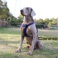 Caninie สายรัดอกสุนัข Premium Line Size XL