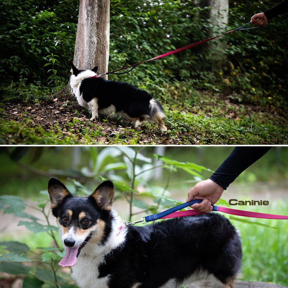 Caninie Dog Leash แบบเรียบ แข็งแรง Gigwi