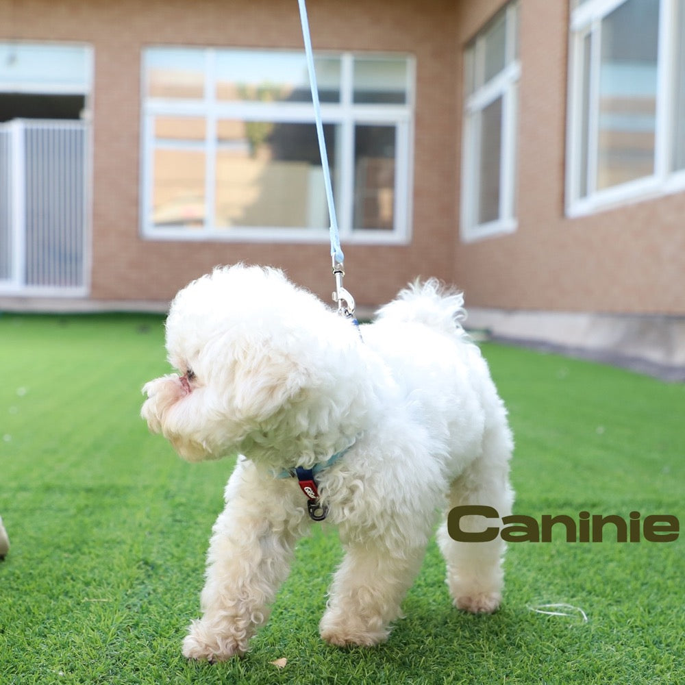 Caninie สายจูงสุนัข Lead Premium Line Gigwi