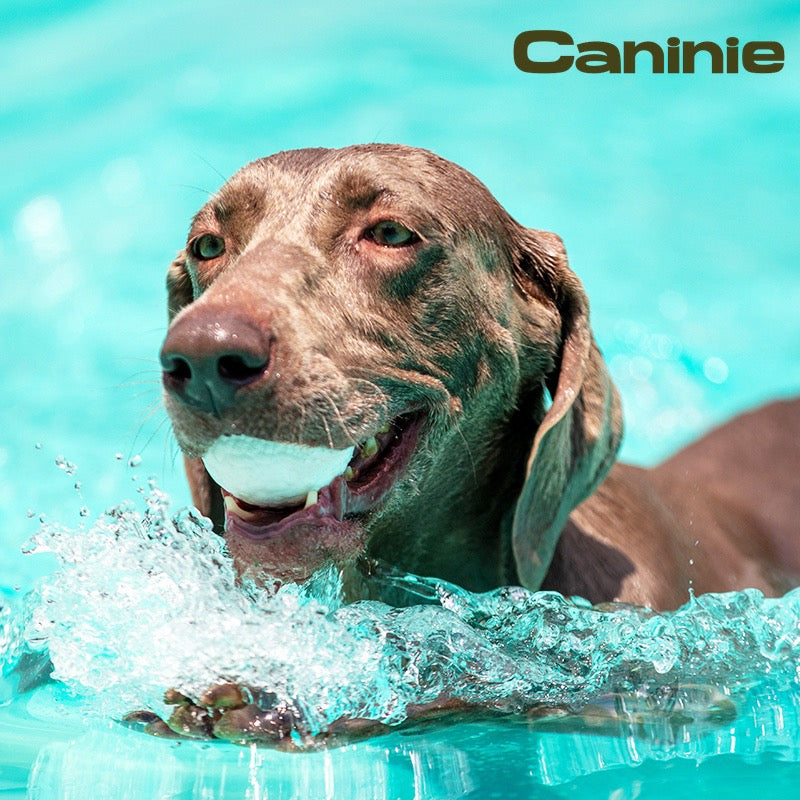 Caninie Pop Pals Dog Toy บอลของเล่นสุนัขไซซ์เล็ก
