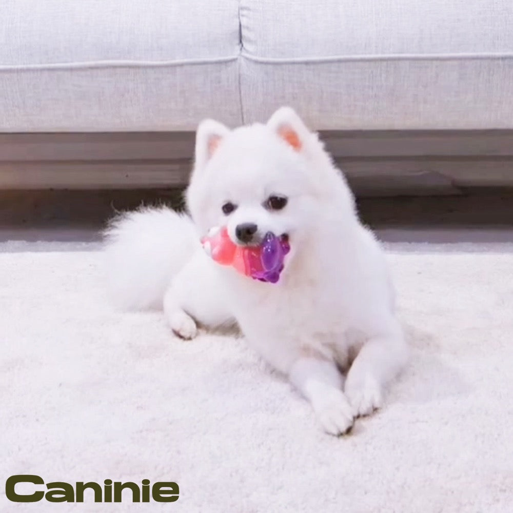 Caninie ตุ๊กตาของเล่นหมา สำหรับลูกสุนัข Gigwi