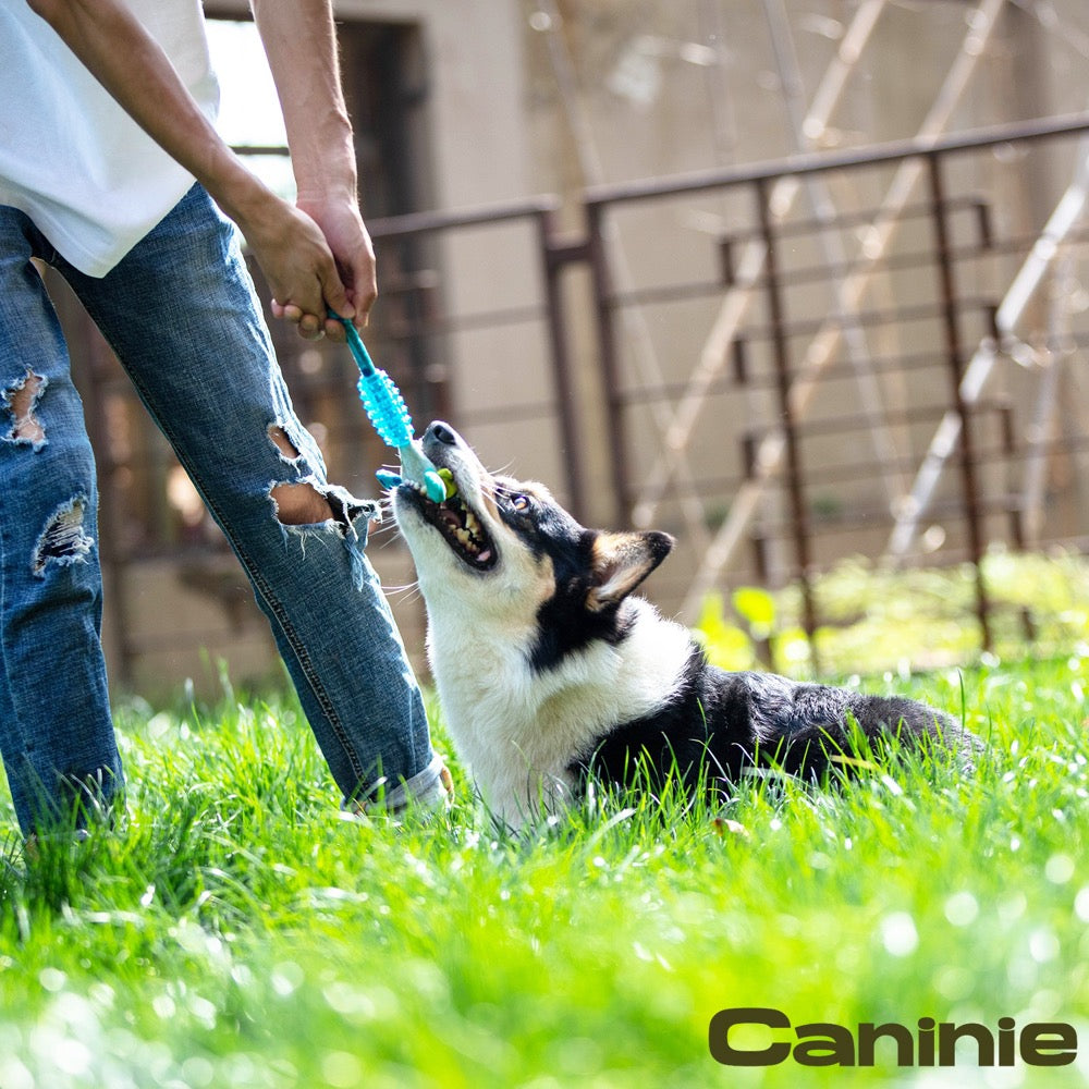 Caninie ของเล่นลูกสุนัข พร้อมห่วงยาง TPR ช่วยขัดฟัน Gigwi