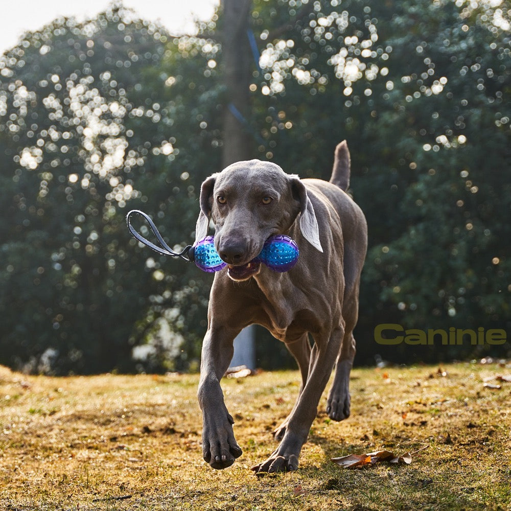 Caninie ของเล่นสุนัขแบบกดปิดเสียงได้Gigwi
