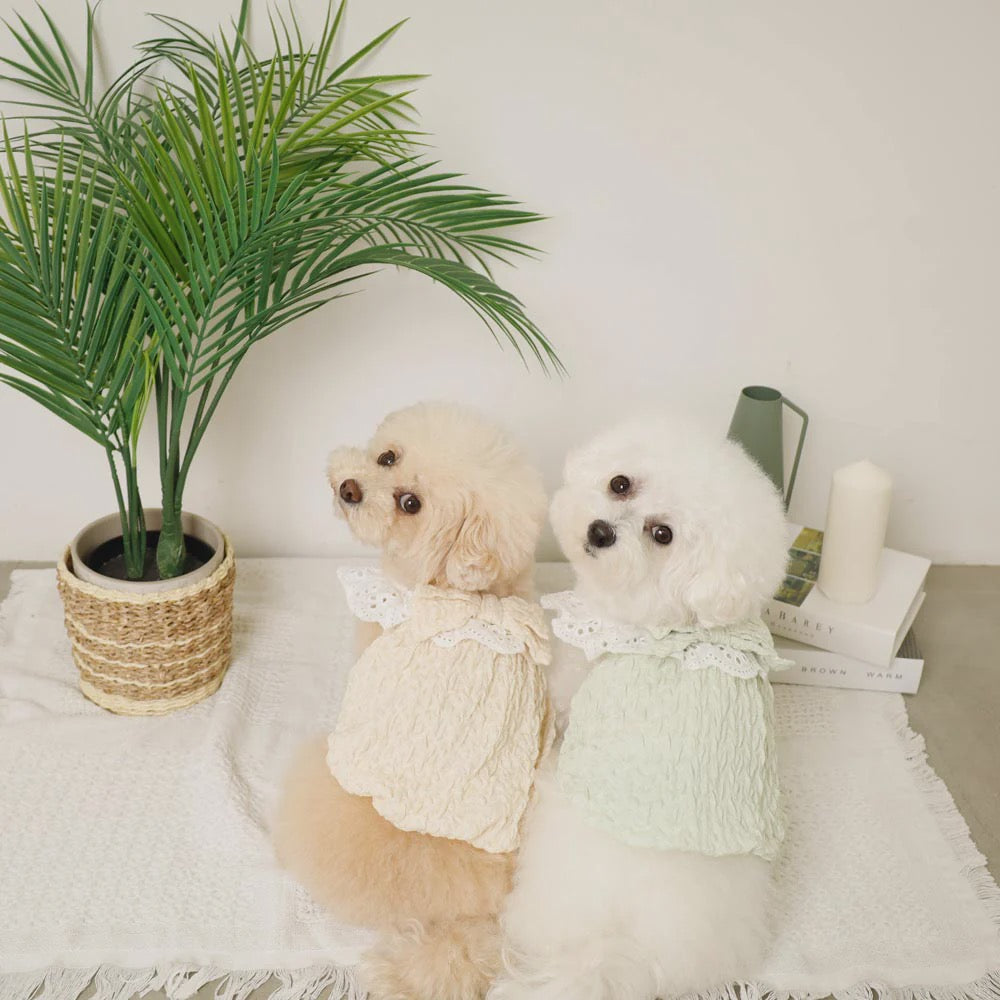 Caninie-Monchéri Cool Shoulder Ruffled Lace Camisole เสื้อสุนัขสายเดี่ยวระบายลูกไม้ สี Ivory | เสื้อผ้าสุนัขสไตล์ญี่ปุ่น