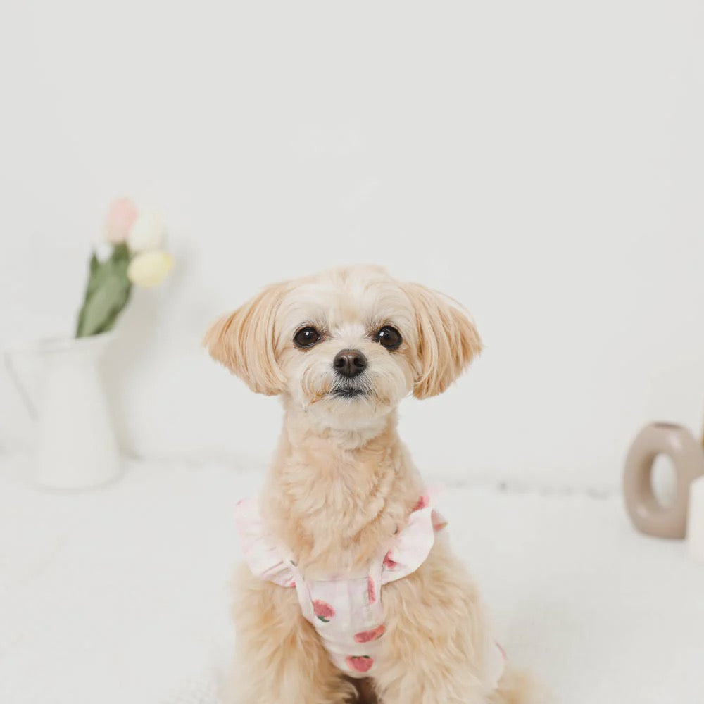 Caninie-Monchéri Cool Strawberry Pattern Frill Camisole Dress เดรสสุนัขสายเดี่ยวลายสตรอว์เบอร์รี่ สี Pink | ชุดสุนัขน่ารักสไตล์ญี่ปุ่น