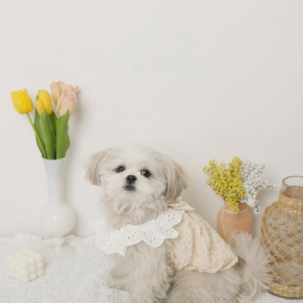 Caninie-Monchéri Cool Shoulder Ruffled Lace Camisole เสื้อสุนัขสายเดี่ยวระบายลูกไม้ สี Ivory | เสื้อผ้าสุนัขสไตล์ญี่ปุ่น