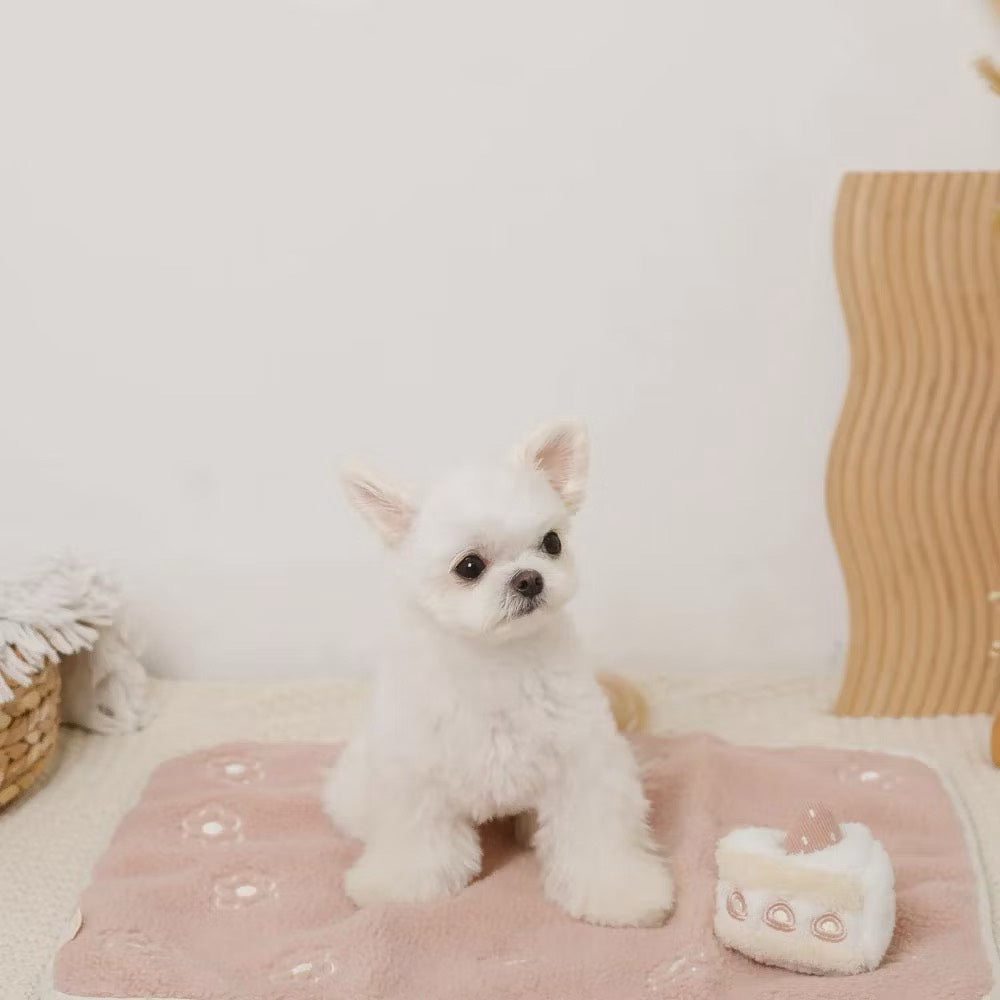 Caninie-Monchéri Strawberry Shortcake Nose Work Toy ของเล่นสุนัขเค้กสตรอว์เบอร์รี่ซ่อนขนม